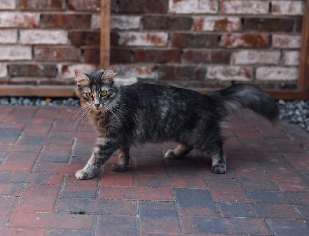 Norwegische Waldkatze Giona läuft auf dem Pflaster