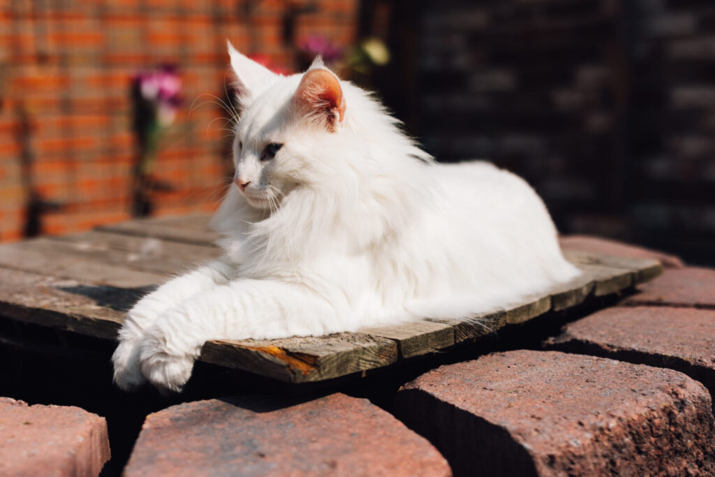 Norwegische Waldkatze Loki liegt auf einer Holzplatte