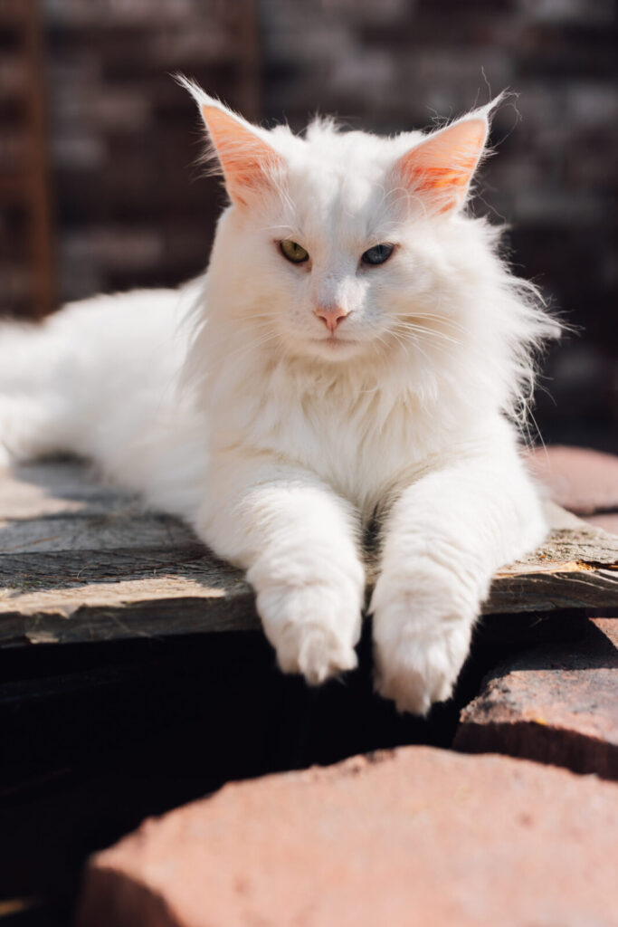 Norwegische Waldkatze Loki liegt, mit Blick auf die Kamera, auf einer Holzplatte