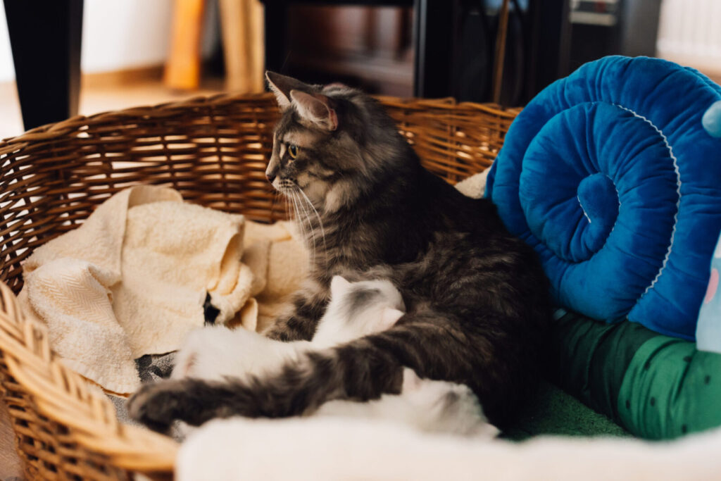 Norwegische Waldkatze Giona versorgt ihre Jungen im Körbchen