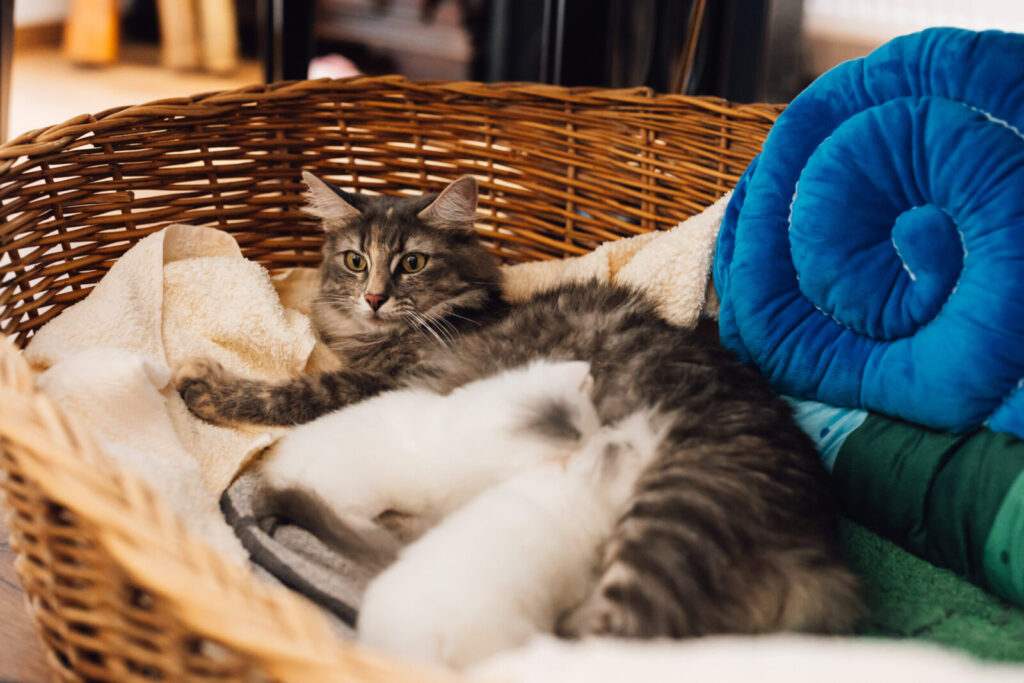 Norwegische Waldkatze Giona versorgt ihre Jungen im Körbchen