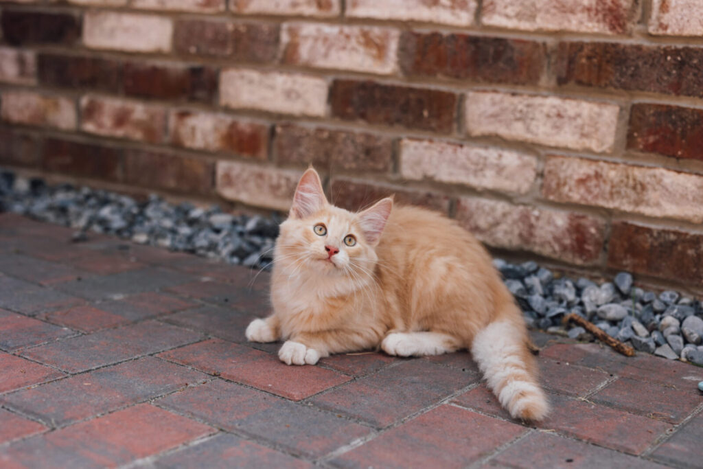 Norwegische Waldkatze Ansgar liegt auf dem Pflaster