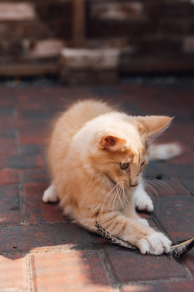 Norwegische Waldkatze Ansgar spielt mit einer Feder auf dem Pflaster