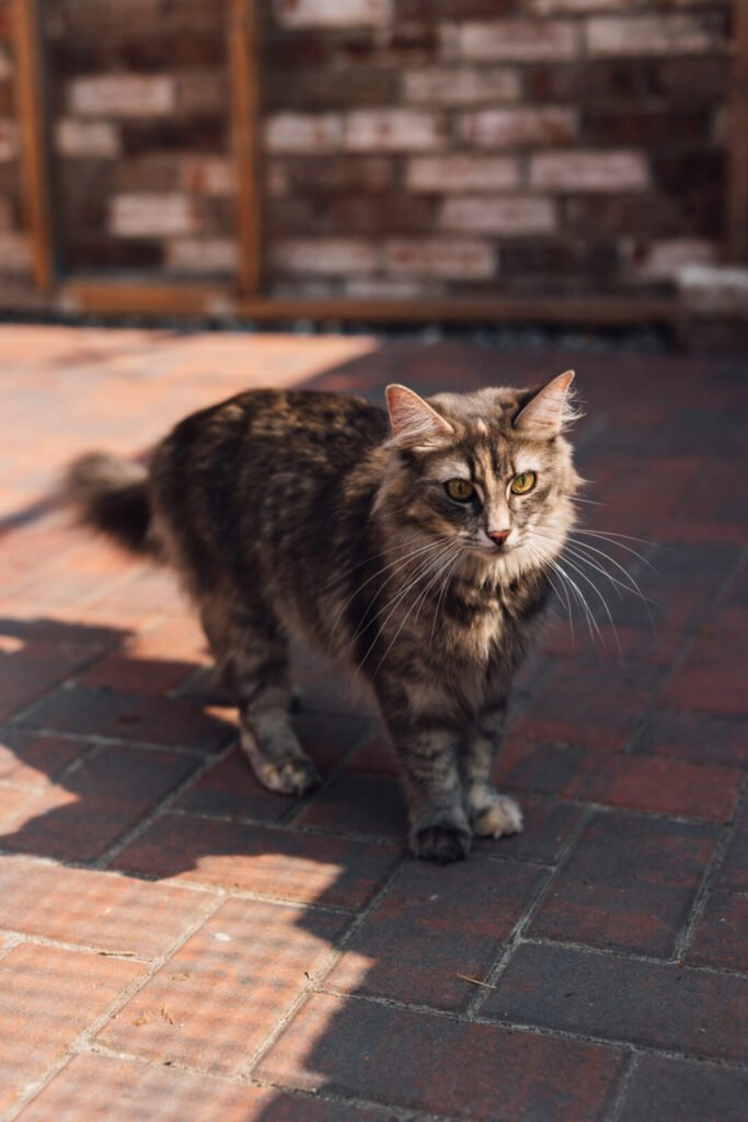 Norwegische Waldkatze Giona steht auf dem Pflaster