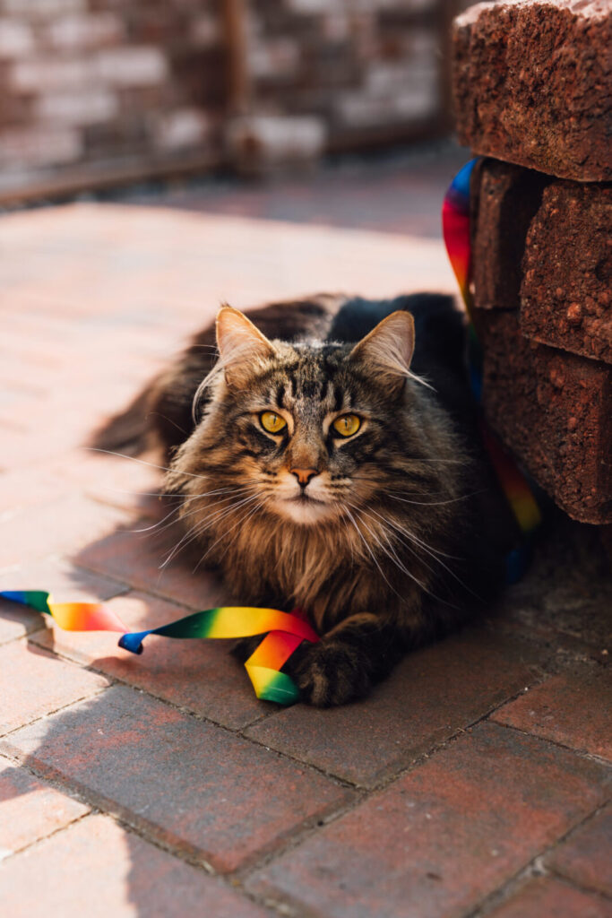 Norwegische Waldkatze Mori liegt auf dem Pflaster mit Regenbogenband