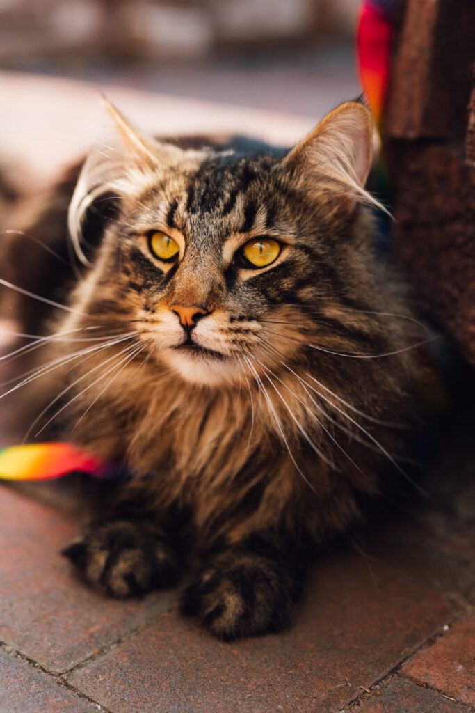 Portraitaufnahme der norwegischen Waldkatze Mori auf dem Pflaster liegend, mit Regenbogenband