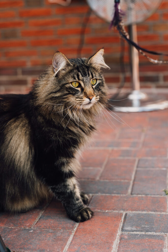 Norwegische Waldkatze Mori sitzt auf dem Pflaster