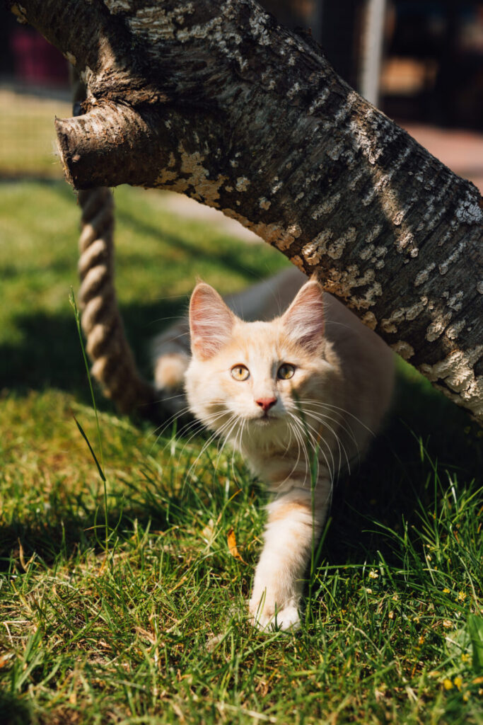 Norwegische Waldkatze Ansgar geht unter einem Baumstamm auf dem Rasen