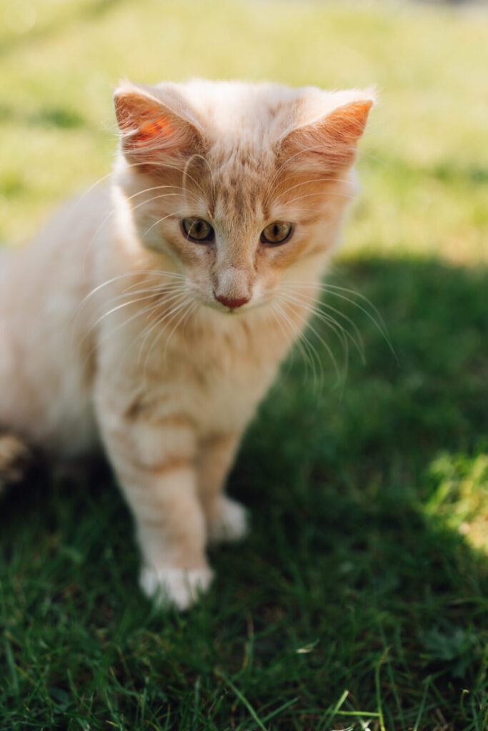 Portraitaufnahme der norwegischen Waldkatze Ansgar, mit Blick nach unten, auf dem Rasen sitzend