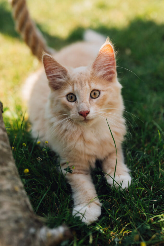 Portraitaufnahme der norwegischen Waldkatze Ansgar, mit Blick in die Kamera, auf dem Rasen sitzend