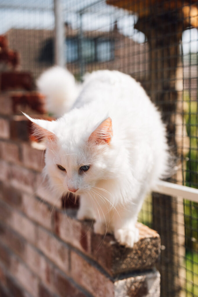 Norwegische Waldkatze Loki steht auf einer Mauer