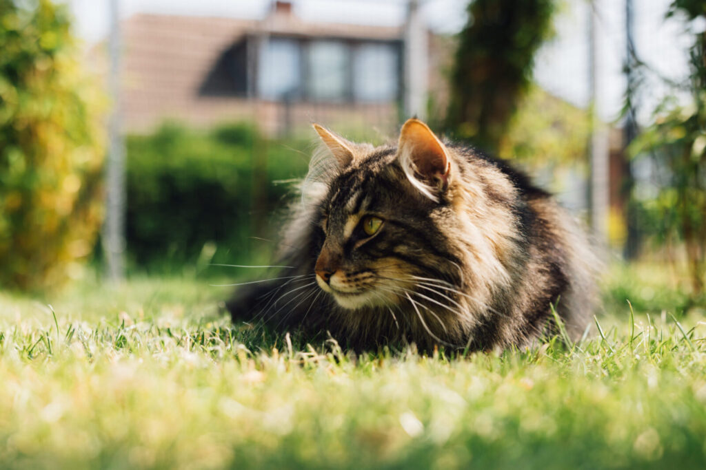 Norwegische Waldkatze Mori liegt auf dem Rasen, mit Blick nach links