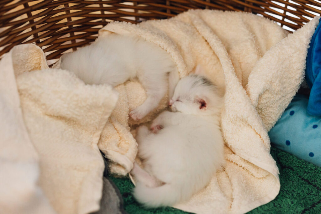 Norwegische Waldkatzenbabys schlafen im Körpchen