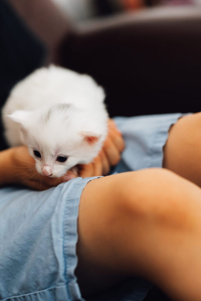 Norwegisches Waldkatzenbaby gehalten im Schoß