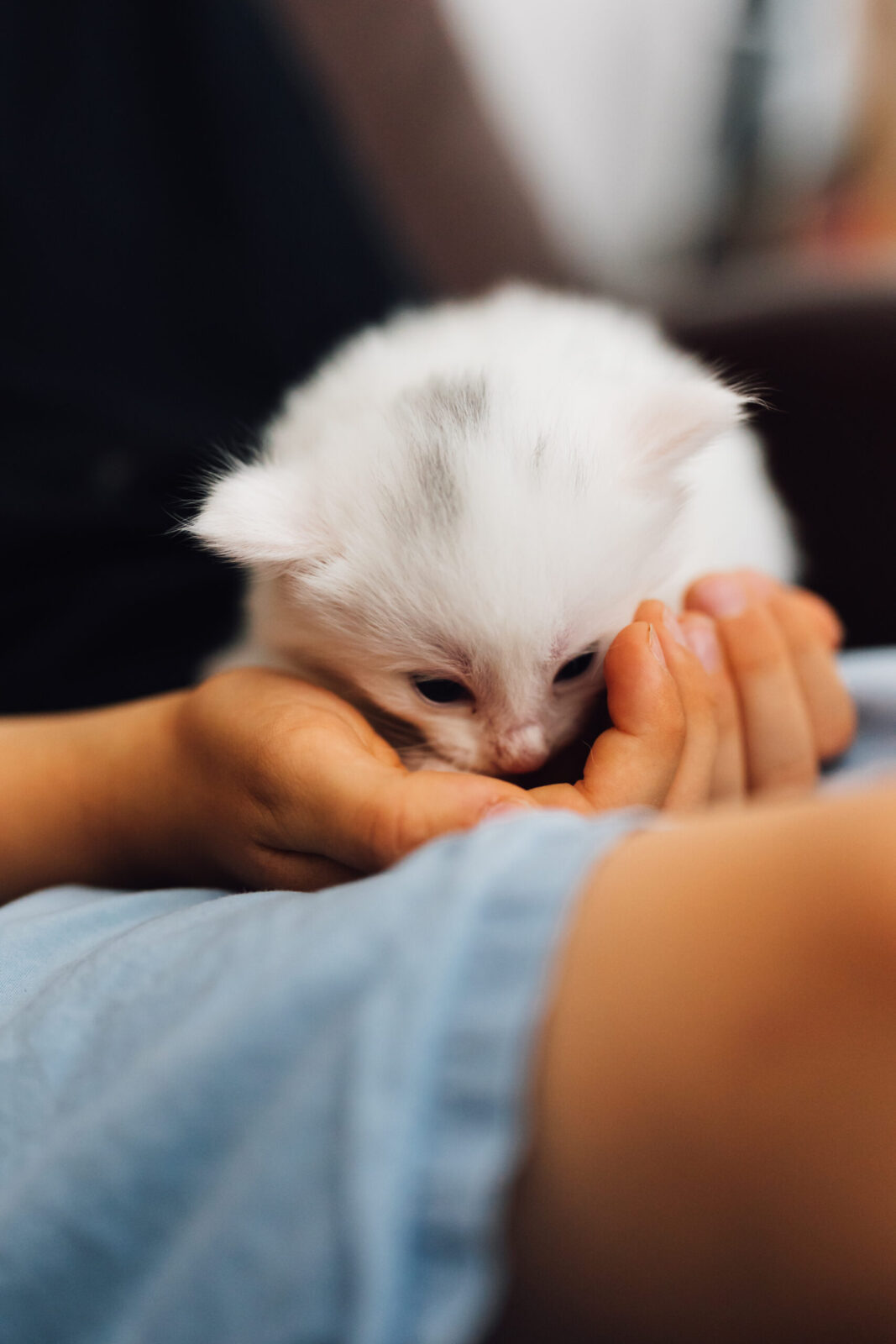 Norwegisches Waldkatzenbaby schnuppert an der Hand, gehalten im Schoß
