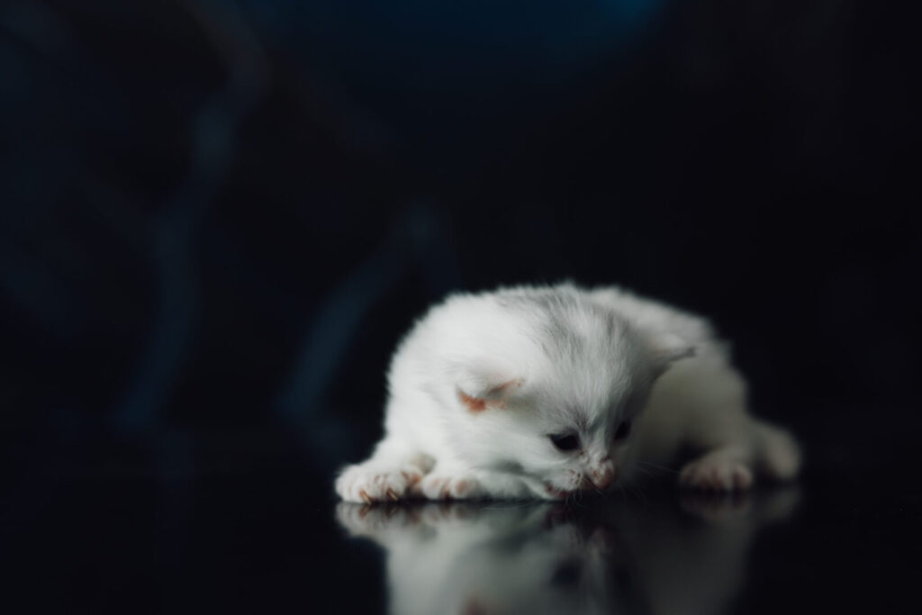 Studioaufnahme eines norwegischen Waldkatzenbabys