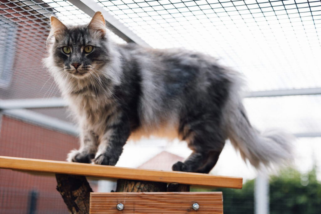 Norwegische Waldkatze Fagur steht auf dem Kletterbaum im Gehege