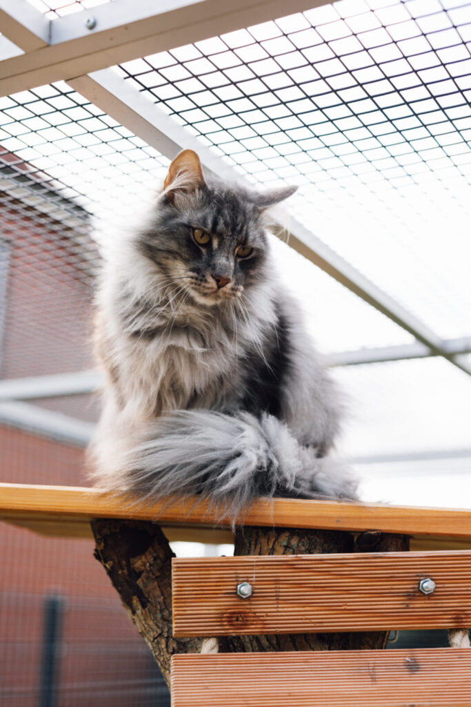 Norwegische Waldkatze Fagur sitzt auf dem Kletterbaum im Gehege