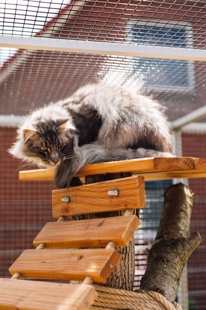 Norwegische Waldkatze Fagur liegt auf dem Kletterbaum im Gehege