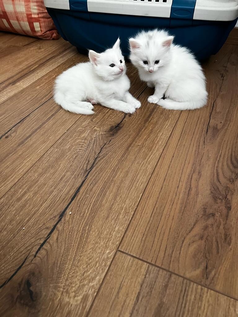 Norwegische Waldkatzenbabys sitzen auf Holzboden (fern)