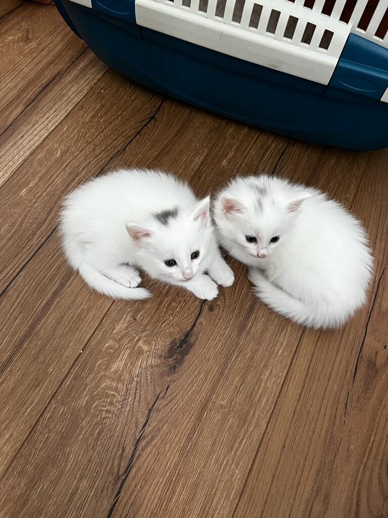 Norwegische Waldkatzenbabys sitzen auf Holzboden (nah)