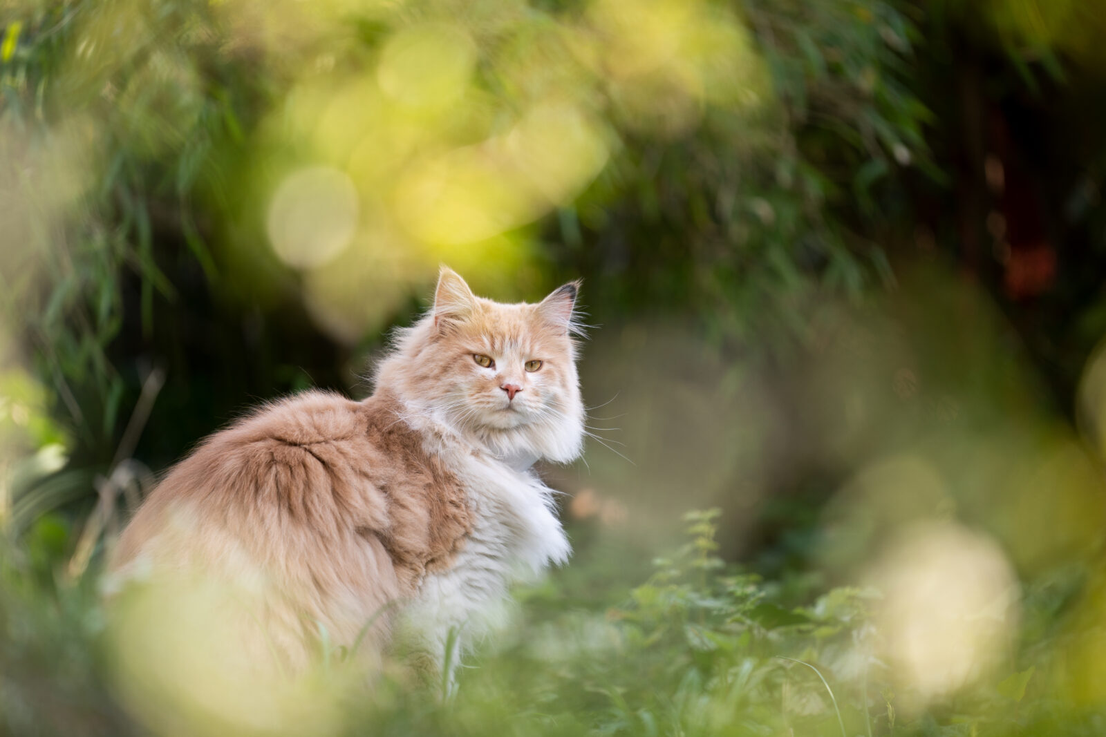 Ganzkörperportrait einer norwegischen Waldkatze im Wald