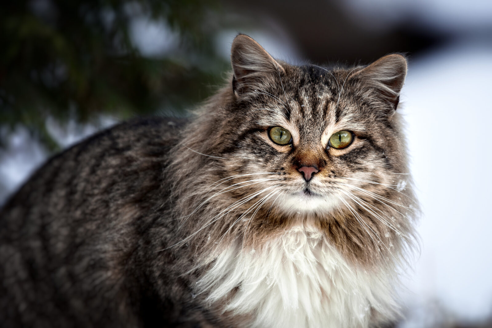 Portraitaufnahme einer norwegischen Waldkatze im Schnee